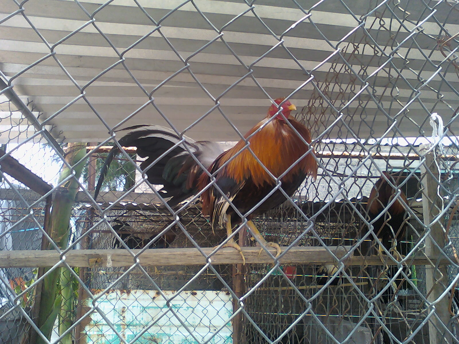 Peleas de gallos Gallos Colorados