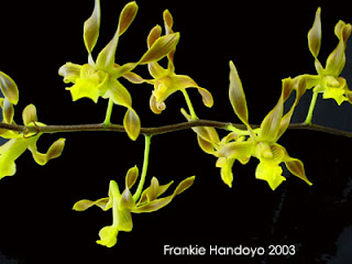 Orchids Of Borneo Indonesia Anggrek Speci Jenis Keriting