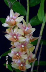 Dendrobium maratuskenses