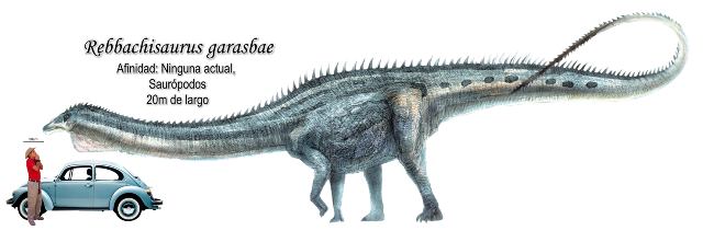 Rebbachisaurus garasbae a escala.