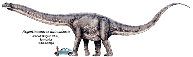 Argentinosaurus huinculensis a escala.