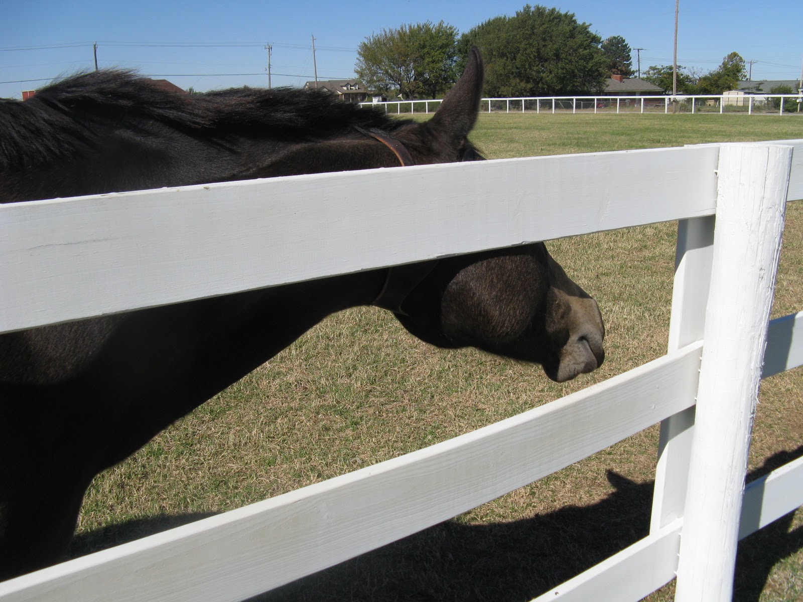 Confession I have a cribbing horse