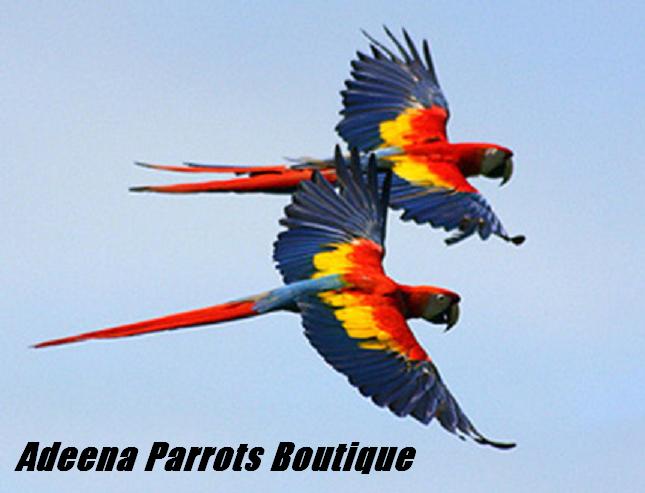 Adeena Parrots Boutique