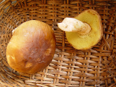 Boletus edulis.