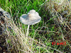 Coprinus auricomus o Plicatilis