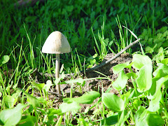 Psilocybe