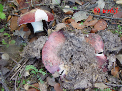 Russula cyanoxantha