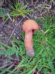 Laccaria laccata