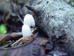 Coprinus niveus