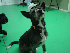 Shadow Turns 1