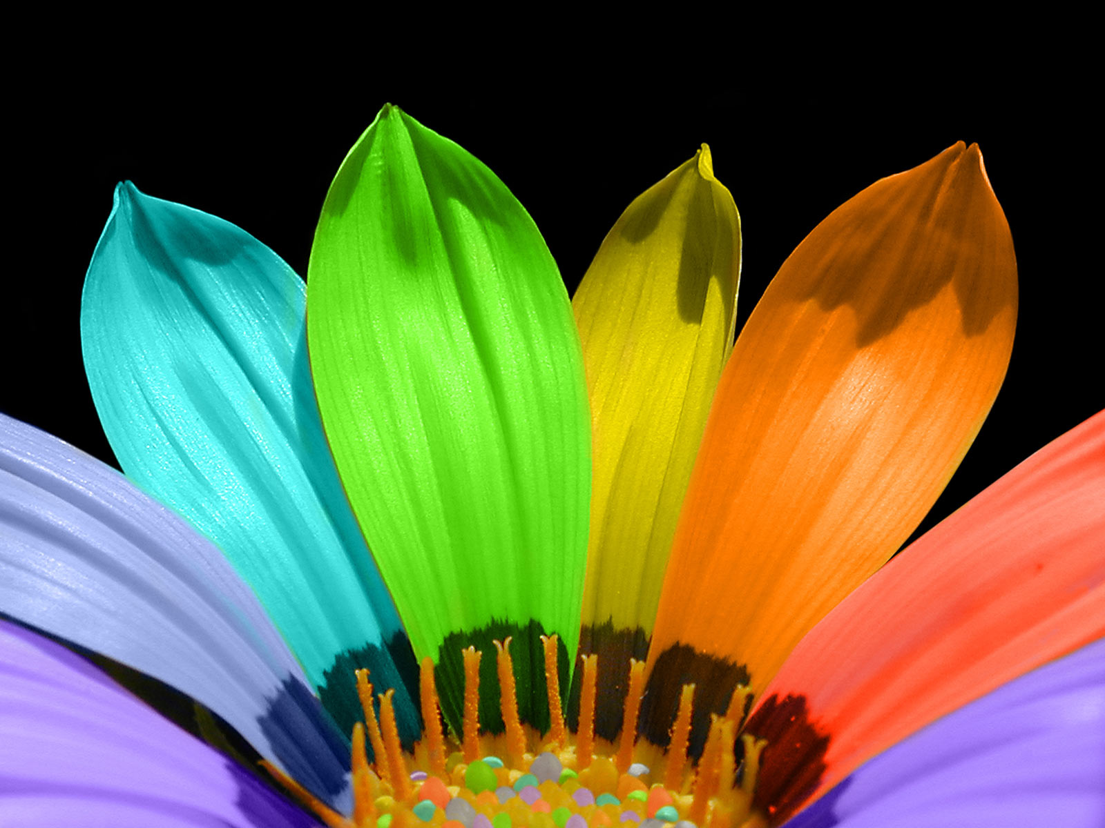 [Rainbow_flower.jpg]