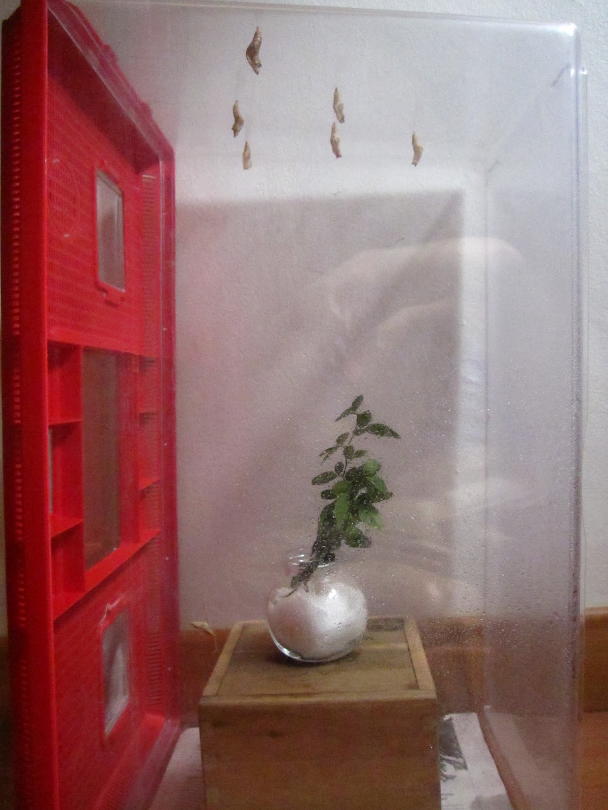 Confessions Of A Lepidoterist Butterfly House V 2 0