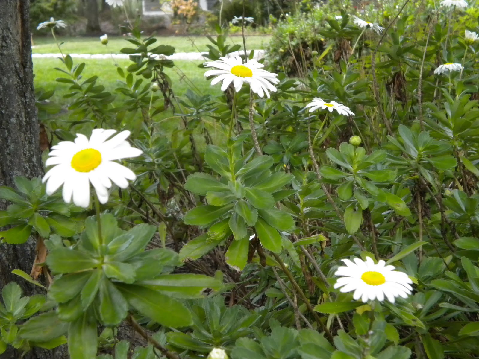 Bizziebii2015 Biotic Factor