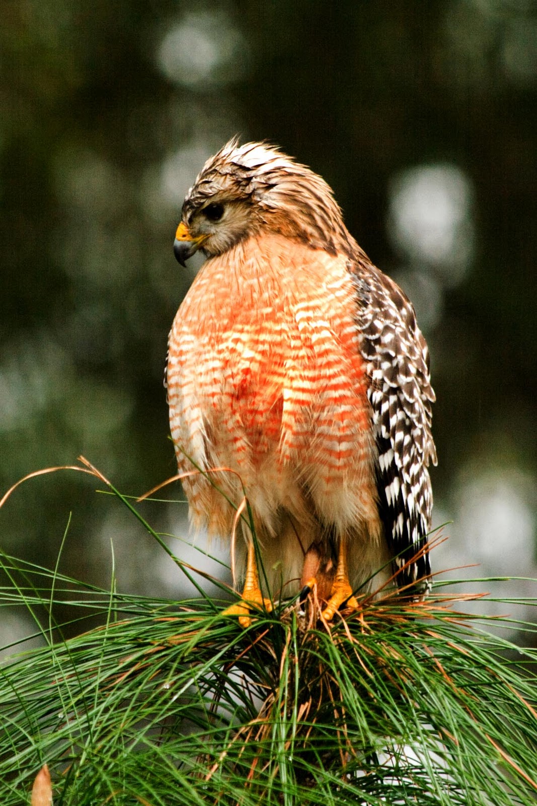 hawk sounds to attract hawks hawk sounds to attract hawks