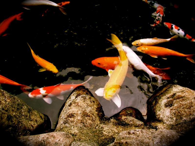 facts around us: koi carp fish | colorful koi fish | japanese koi carp