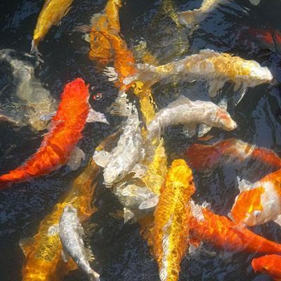 facts around us: koi carp fish | colorful koi fish | japanese koi carp