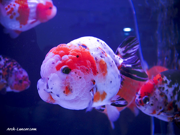 koi-pond-seals.jpg