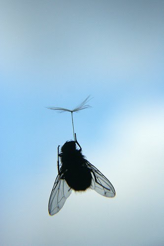 [The+Adventures+Of+Mr.+Fly+(5).jpg]