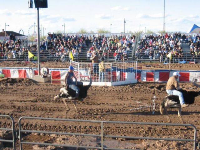 Amaze Pics & Vids: "Ostrich Festival" Ostrich Race Photos - Arizona, USA...