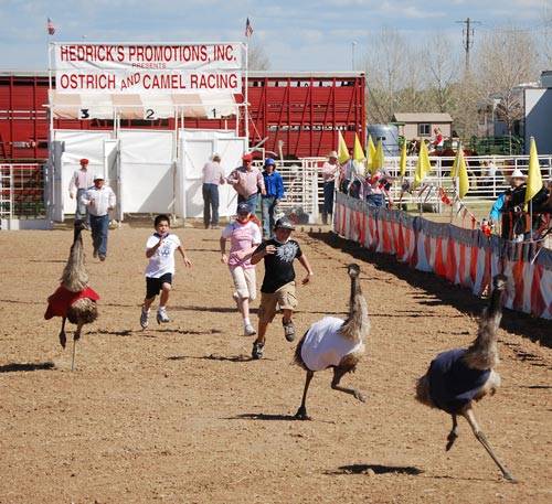Amaze Pics & Vids: "Ostrich Festival" Ostrich Race Photos - Arizona, USA...