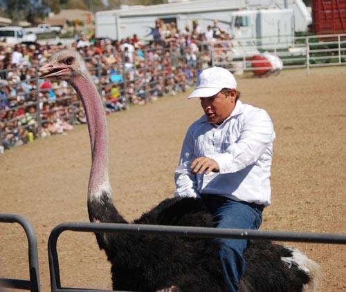 Amaze Pics & Vids: "Ostrich Festival" Ostrich Race Photos - Arizona, USA...