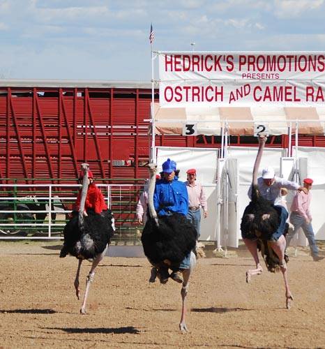 Amaze Pics & Vids: "Ostrich Festival" Ostrich Race Photos - Arizona, USA...