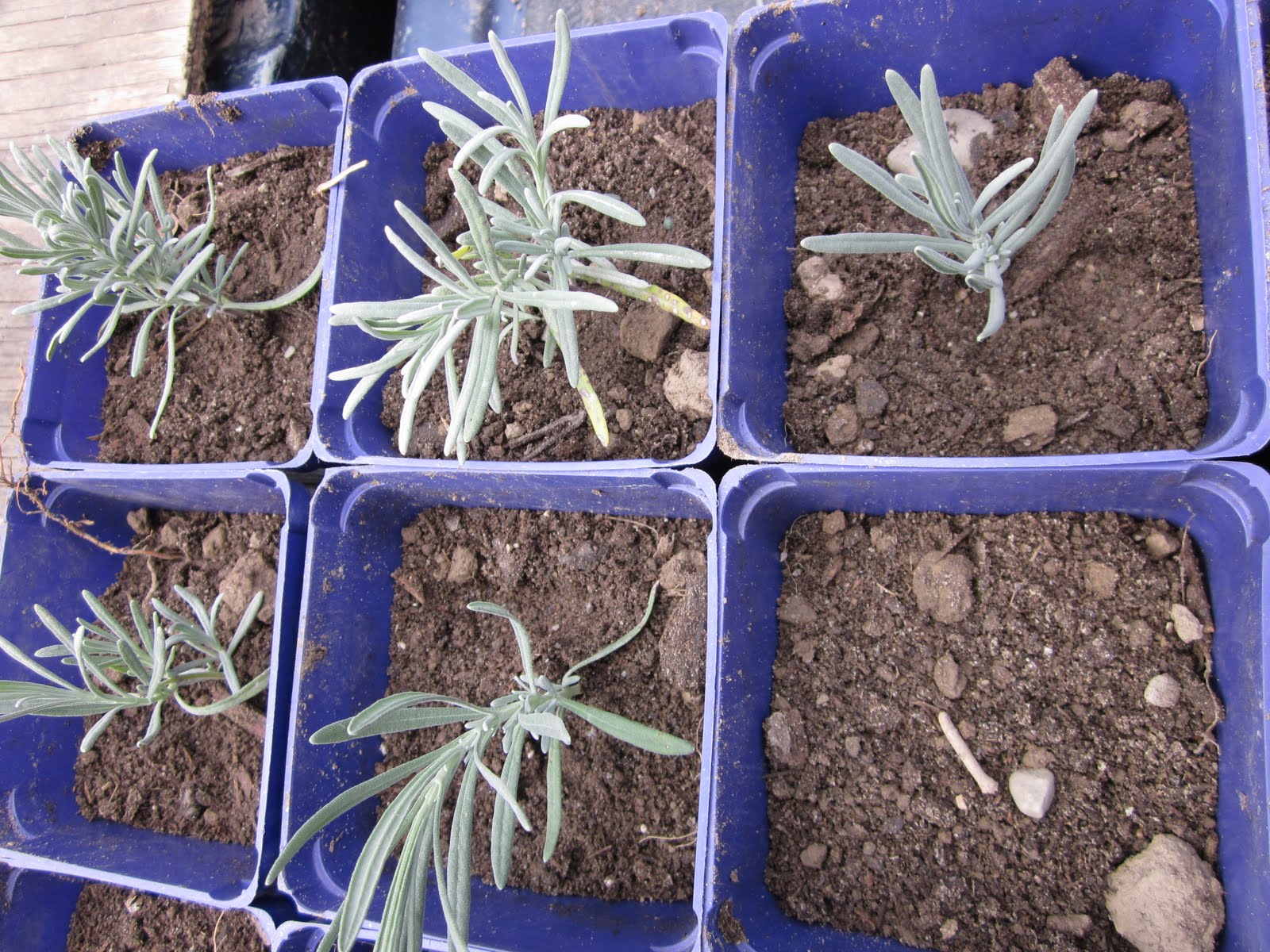 Lockwood Lavender Farm How to Propagate Lavender