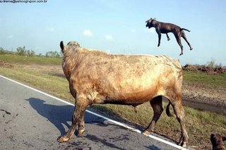 [COW3.jpg]