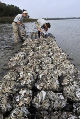 Massachusetts Oyster Project Georgia Reef Restoration Americorps Workers Load Bags Of Oysters On To The Wooden Pallets Create An Oyster Habitat Steve Bisson Savannah Morning News