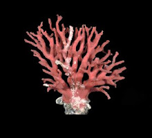 The Mediterranean red coral