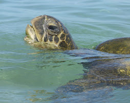 honu