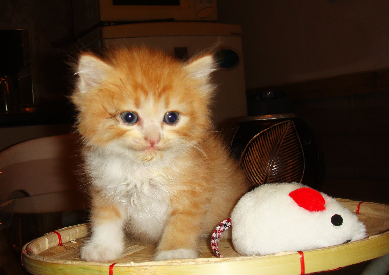 Persian Cat for Sale Philippines (manila) Kittens for sale (3 months)