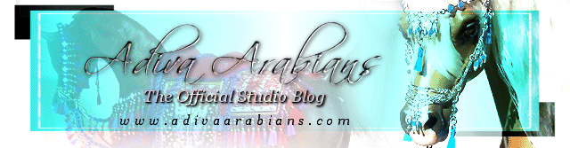 Adiva Arabians