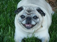 Beloved Stubby, Angel Pug