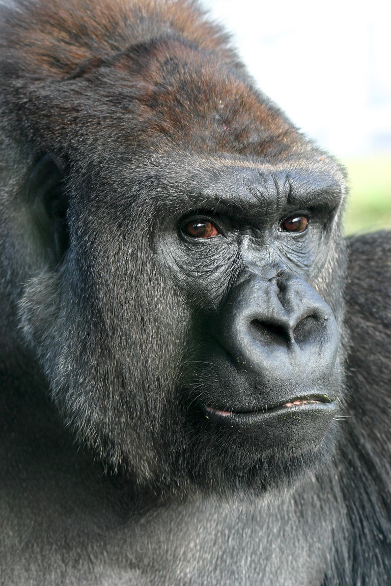 shaved gorilla shaved gorilla