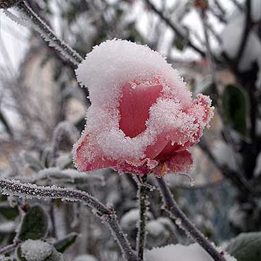 Bocciolo di rosa Queen Elizabeth sotto la neve. Foto di Andrea Mangoni.
