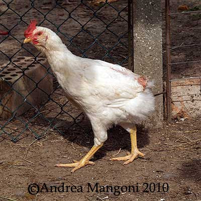 Giovane gallo di razza Boffa. Foto di Andrea Mangoni.