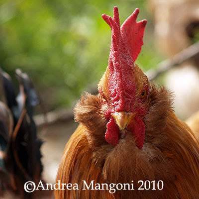 Primo piano di un gallo di Boffa. Foto di Andrea Mangoni.