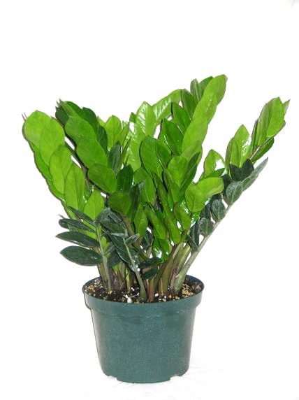 ZZ+Plant