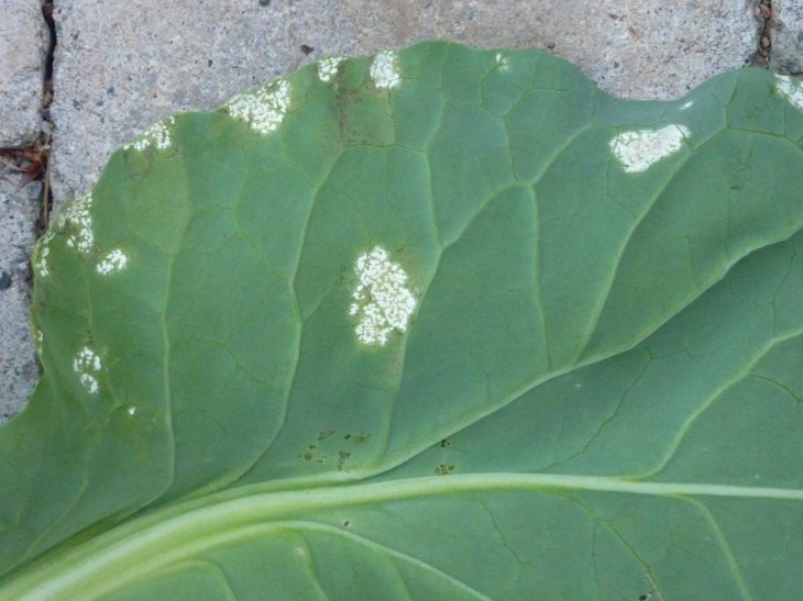 SeanD: Cabbage White Blister