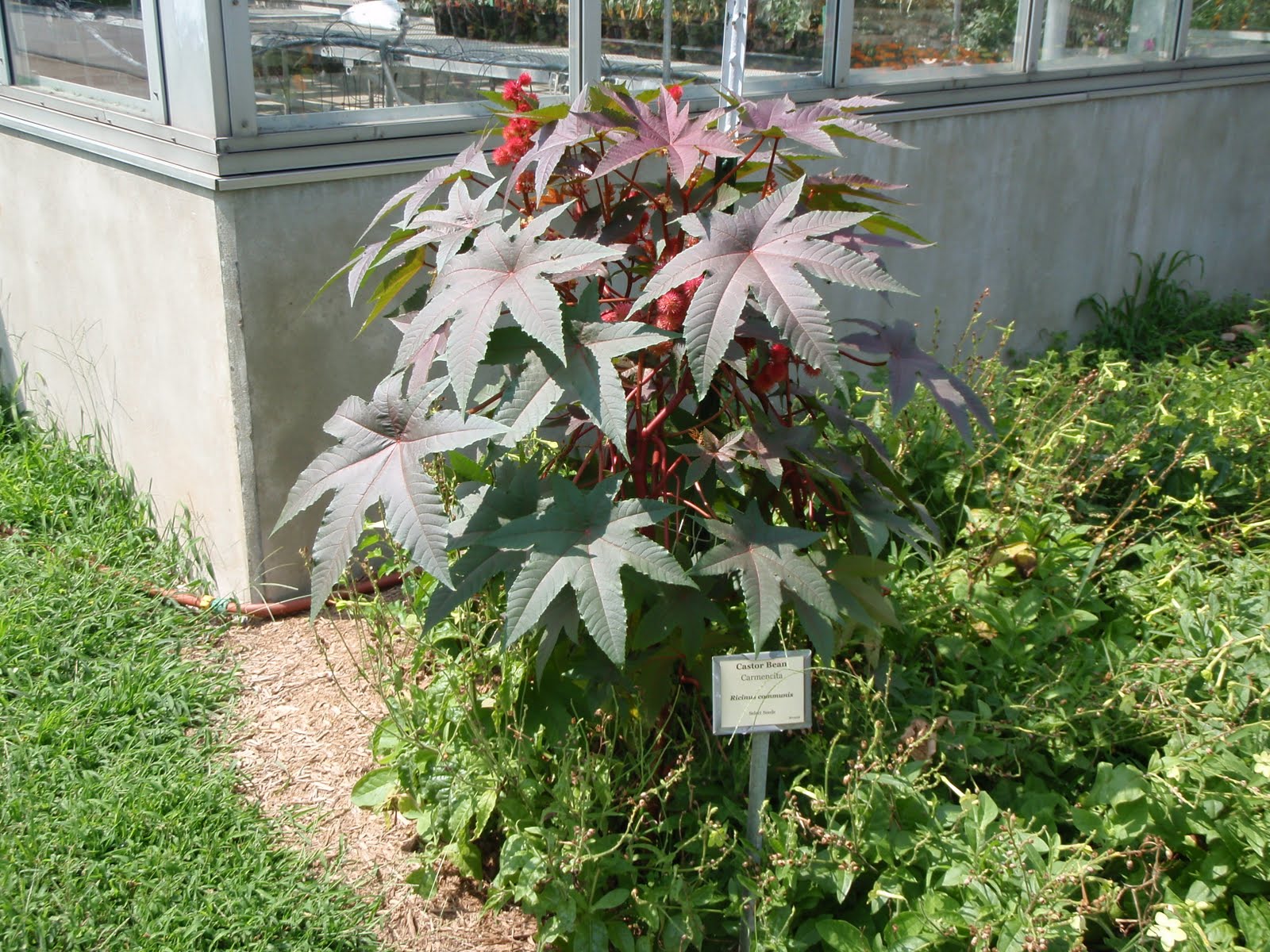 Horticulture Gardens Today Castor bean plant 'Carmencita'