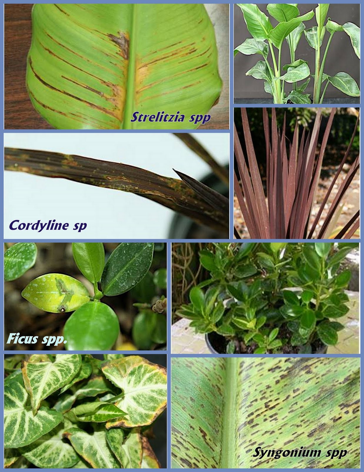 TREC Plant Diagnostic Clinic Bacterial blight of Ficus Caused by