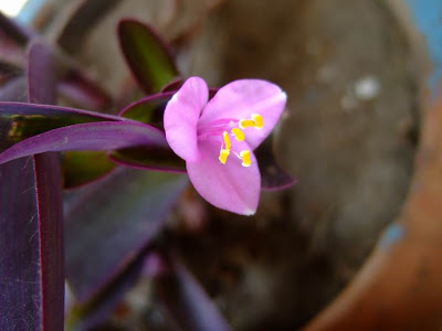 Tradescantia Pallida Flowers
