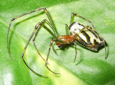 Venusta Orchard Spider