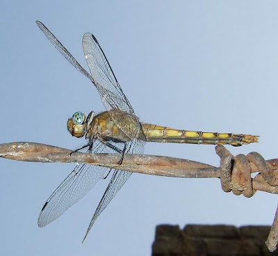 Dragonfly Picture