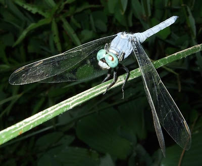 Dragonfly Picture