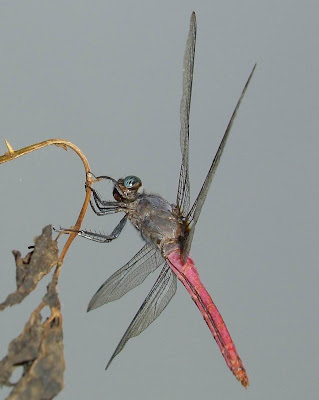 Dragonfly Picture