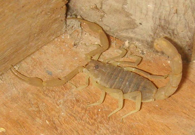 Scorpion Picture