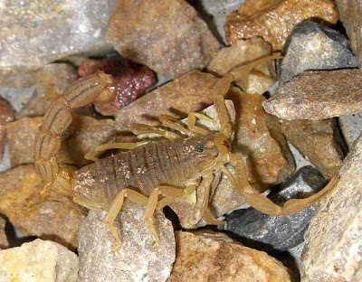 Scorpion Picture