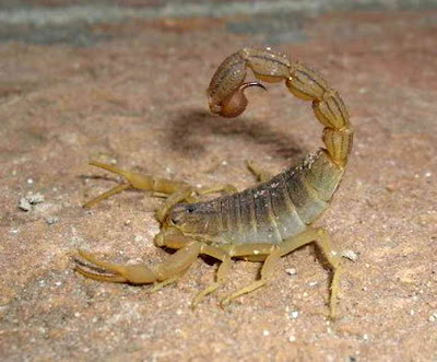Scorpion Picture